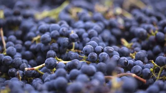 Exploring Altitude Primitivo: A Bold Expression from Irvine Wines