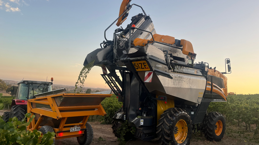 Vintage 2025: A Year of Resilience and Remarkable Fruit