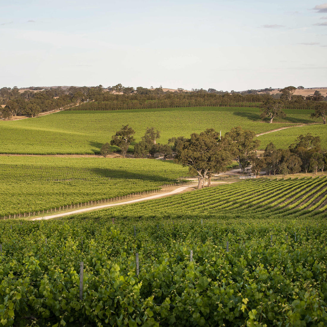 A compressed vintage