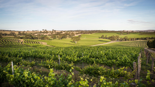 Exploring the Diversity of Barossa Valley & Eden Valley Wines